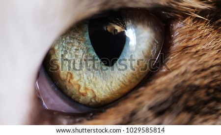 Close up macro cats eye iris, animal instincts  Royalty-Free Stock Photo #1029585814