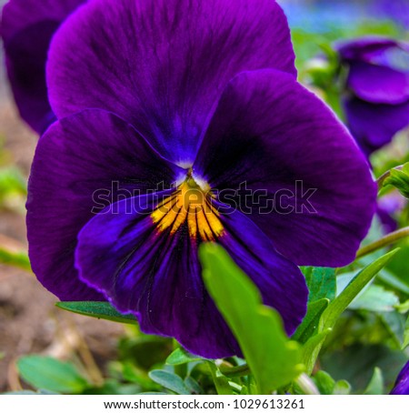 single beautiful purple viola tricolor or pansy flower