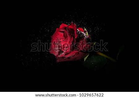 Wet red rose with drops of water splashing on a black background