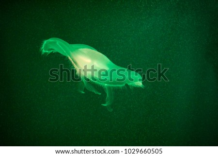 Green toned jellyfish in dark water. Marine life in toxic color