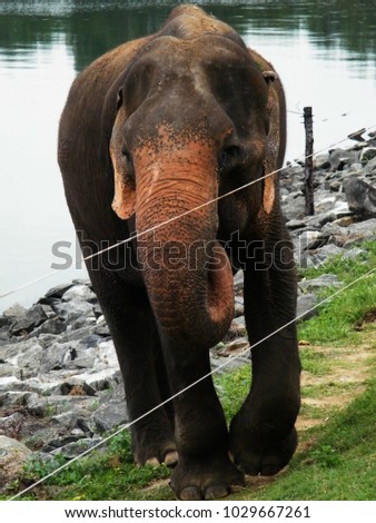 Wild elephant walking along reservoir bank near to the live electrical fence in National park in Sri Lanka