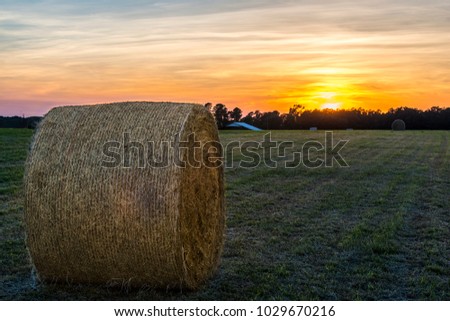 hay bales on farm field in grass