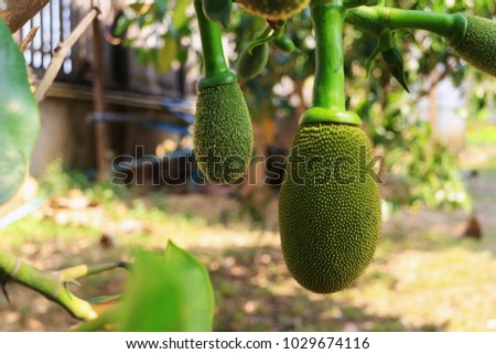 Young Jackfruit Two Stages