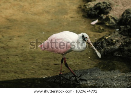 Picture of roseate spoonbill