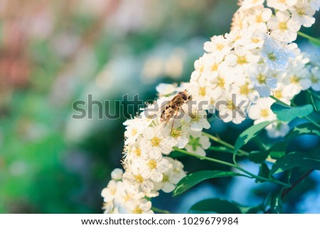 White flowers of a flowering spirea bush with green leaves in the springtime, shallow depth of field and blurred background,