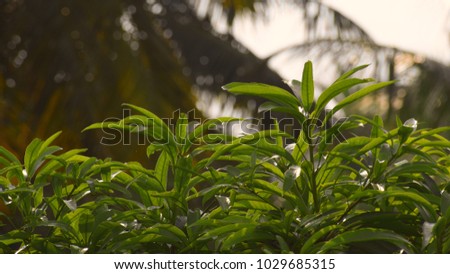 wallpaper of fresh mango leaf in a warm climate