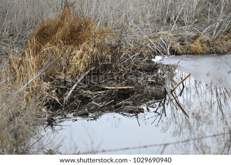 A small beaver dam