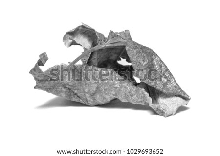 Black and White picture Dried  leaf on white background. The leaf tree on white background.