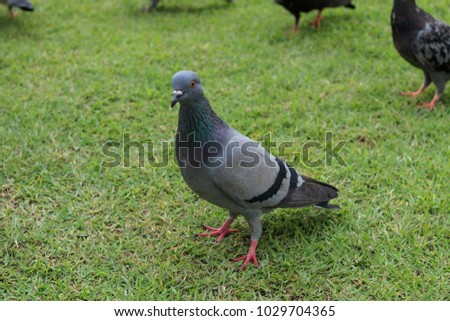 Stock Dove (Columba oenas) on green lawn
