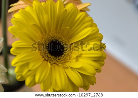close-up of the yellow flower gerbera: it is a genus of herbaceous plants of the Asteraceae family originating from Africa, Asia and South America. Flowers