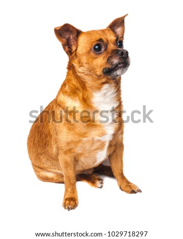An attentive Chihuahua posing for the camera