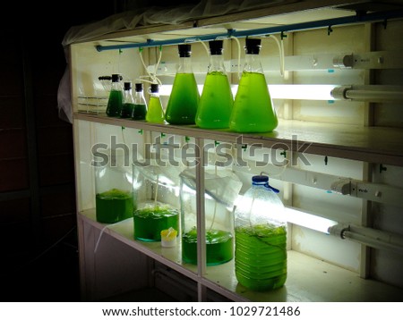 This picture show Plankton laboratory culture or experimental Phytoplankton. 