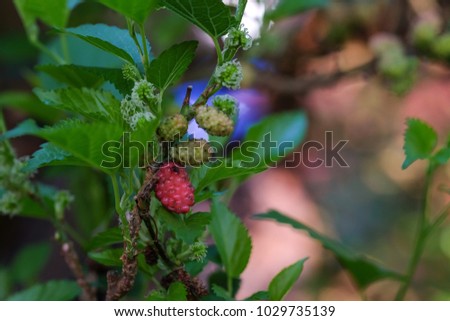 Morus tree. Royalty high quality free stock image of morus fruit on morus tree. Morus is  a genus of trees in the family Moraceae commonly known as mulberries