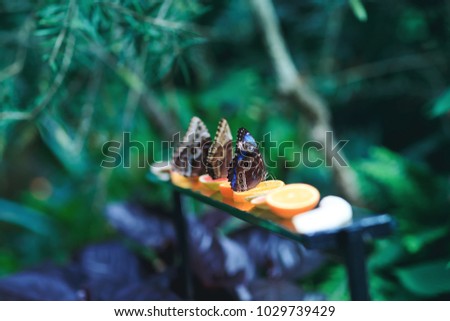 Beautiful butterflies eating lemon on the garden table. Amazing picture with pretty butterflies sitting on lemon slice. 3 Monarch butterflies on citrus slices eating at the same time.  