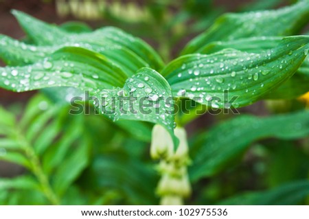 dew drops on a green leaf, plant