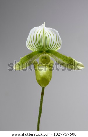 orchid Paphiopedilum flower over grey background