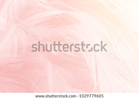 Beautiful pink colors tone feather with orange light texture background,trends color