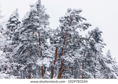 pine tree in the white snow cover across the winter forest in landscape view