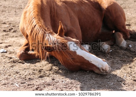chestnut quarter horse mare