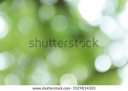 Green bokeh out of focus background from nature forest