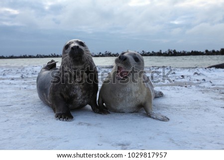 Gray Seal (Halichoerus grypus) playful and curious  in winter, Helgoland Germany Royalty-Free Stock Photo #1029817957