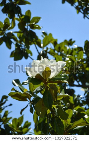 white Magnolia flower on a tree in Budva