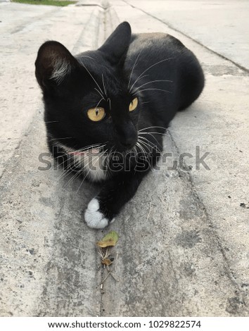 Black and white cat laying on cement road
