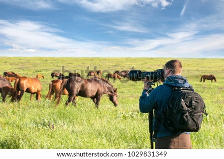 Photographer-animal painter, taking pictures of wild horses.