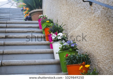Flowers in a pots on the steps in old Croatia city.