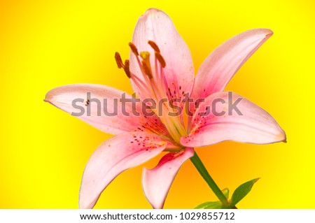 bloementuin, zomer. Lily. Bolvormige plant met een rechte stengel en grote prachtige bloemen in de vorm van een bel. Lily is een geslacht of een kruidachtige bloeiende plant,