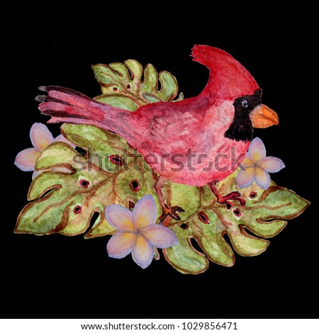 Decorative watercolor cardinal bird clipart, design element. Can be used for cards, invitations, banners, posters, print design. Exotic, tropical background