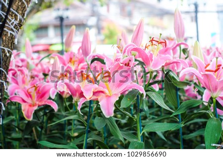 Beautiful pink lily flower with green leaf in botanic garden