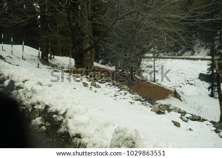 Pine trees covered in deep snow during the winter season in the forest.