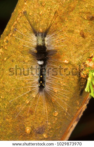 Moth caterpillar , Aarey Milk Colony , INDIA