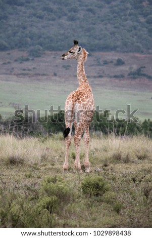 Giraffe calf standing tall 