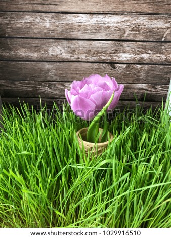 Purple tulip in waffle cone. Spring flat lay 