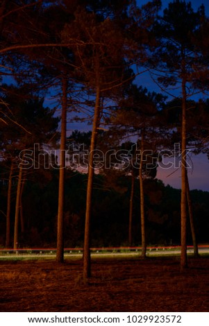 Pines at night in the forest with road and car in passing light