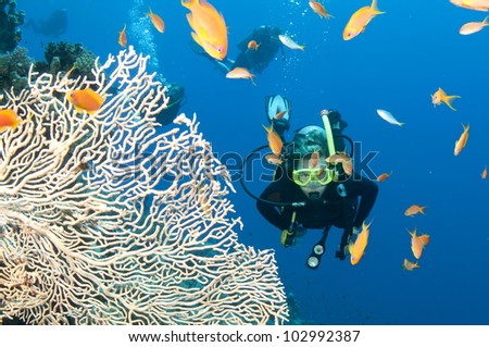 scuba diver with fish and coral on the great barrier reef Royalty-Free Stock Photo #102992387