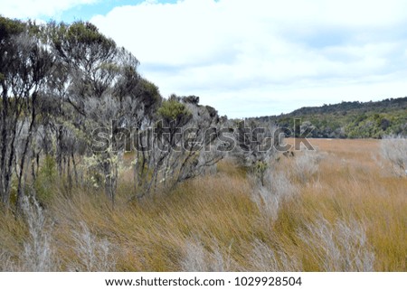 Dry and dead trees on rural landscape in New Zealand
