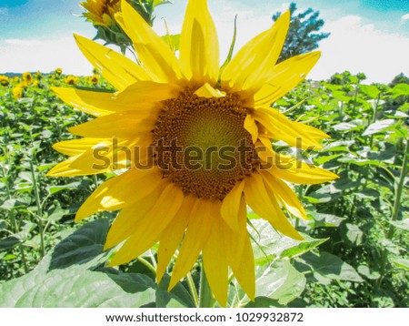 Sunflowers growing in a field in France