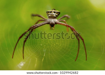 Signature spider, Argiope sp , Goa, INDIA. Spiders of genus Argiope are often found in gardens