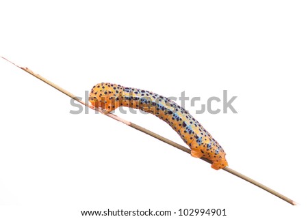 butterfly larva on white background