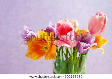 flowers isolated on white. tulips