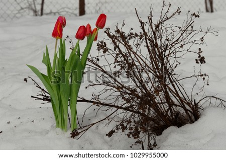 Tulips in the early spring from under the snow.