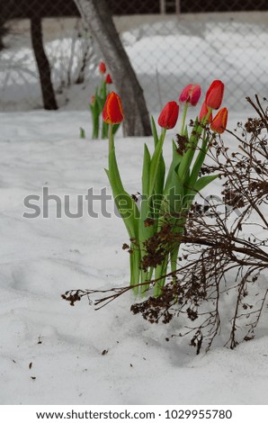 Tulips in the early spring from under the snow.