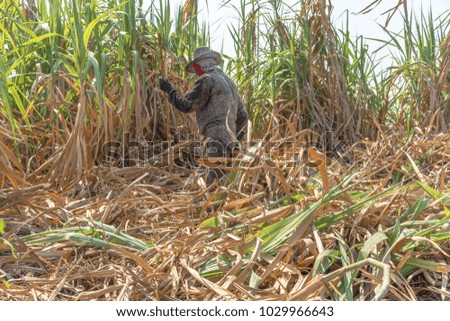 worker is cutting the sugarcane in the sugarcane field, Surin, Thailand