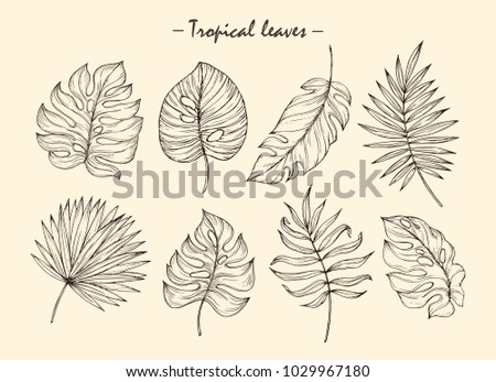 Vector hand drawn tropical plants. Tropical collection. Botanical hand drawn illustration in sketch style. Template design for sail, wedding save date, envelope, valentine, for party, holiday decor. Royalty-Free Stock Photo #1029967180
