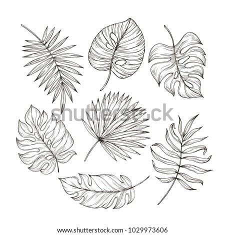 Vector hand drawn tropical plants. Tropical collection. Botanical hand drawn illustration in sketch style. Template design for sail, wedding save date, envelope, valentine, for party, holiday decor. Royalty-Free Stock Photo #1029973606