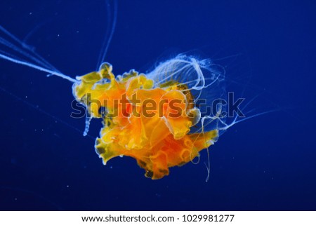 Yellow Jellyfish in aquarium