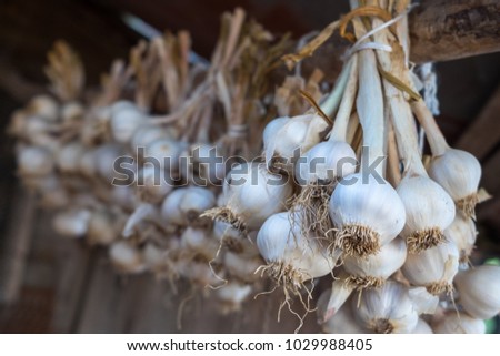 Garlic in bundles dried under roof of rural house. Organic product widely used in different nation kitchen and medicine. Selective focus. Royalty-Free Stock Photo #1029988405